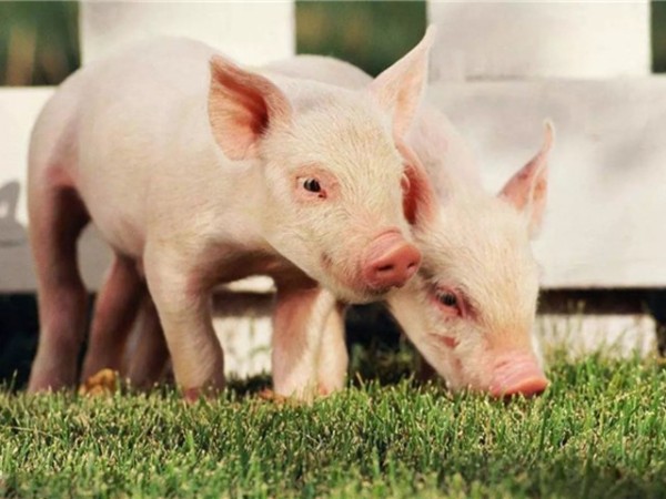 �ڷ������л������������߸����գ�