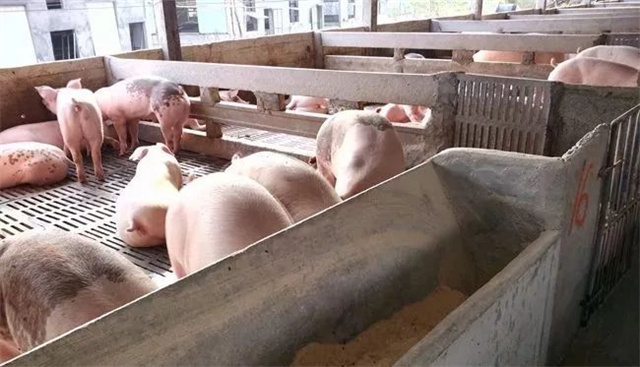 ������ֳ