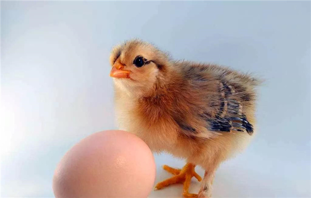 �������Ӽ�