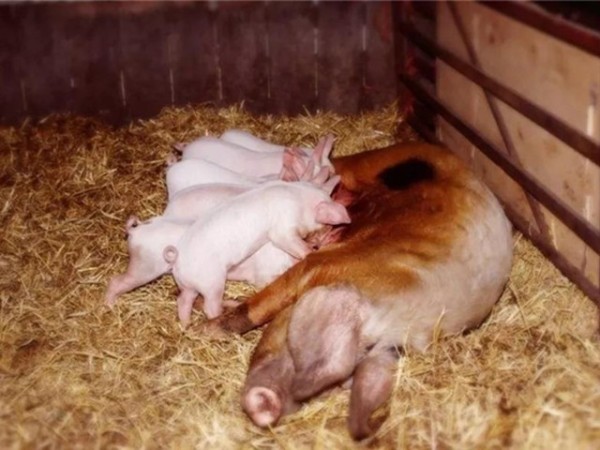 �������Ӽ�