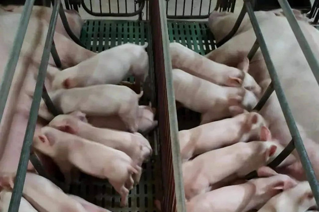 ����Ԥ��ĸ������