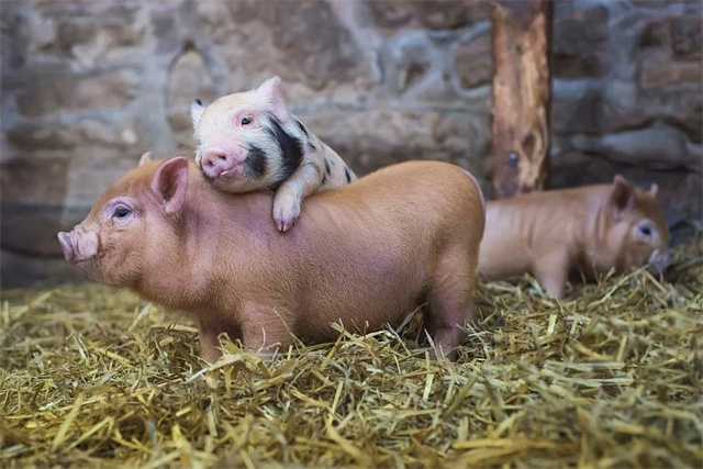 �й����Ϸ�չ��̳