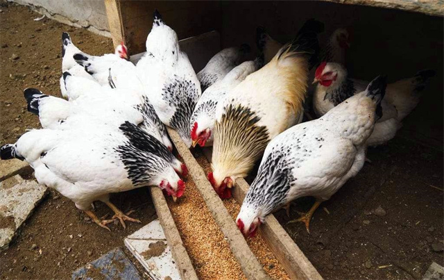 �й����Ϸ�չ��̳