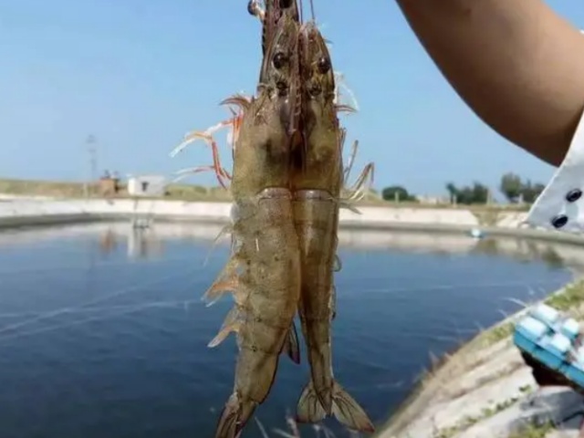 ��ֳ�����׶�Ϻ����Ҫ��