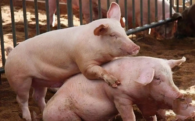 ��ĸ��������������