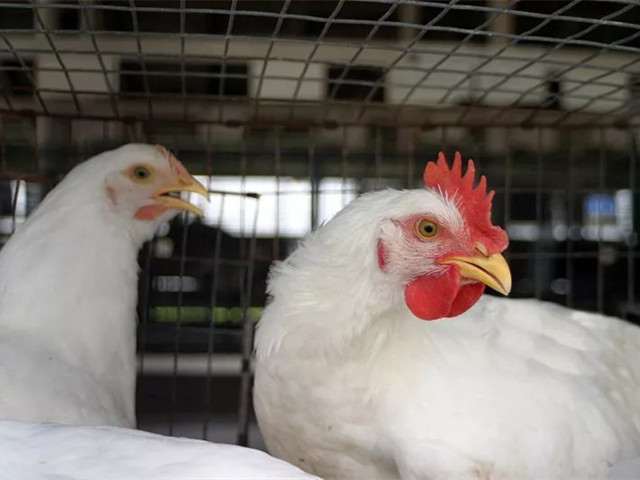 ����ҵҥ��