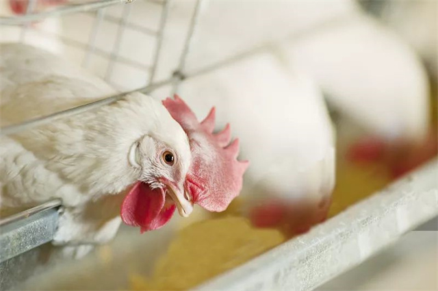 ����ҵҥ��