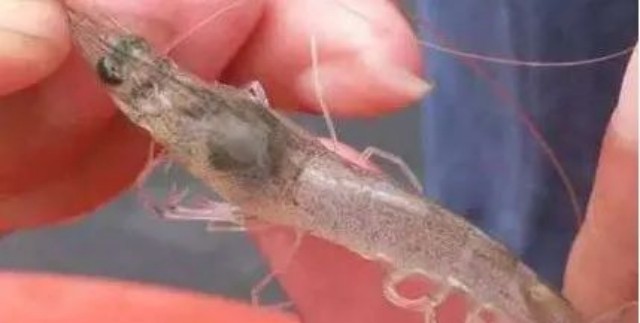 ��Ϻ�ѿǲ�����ô��