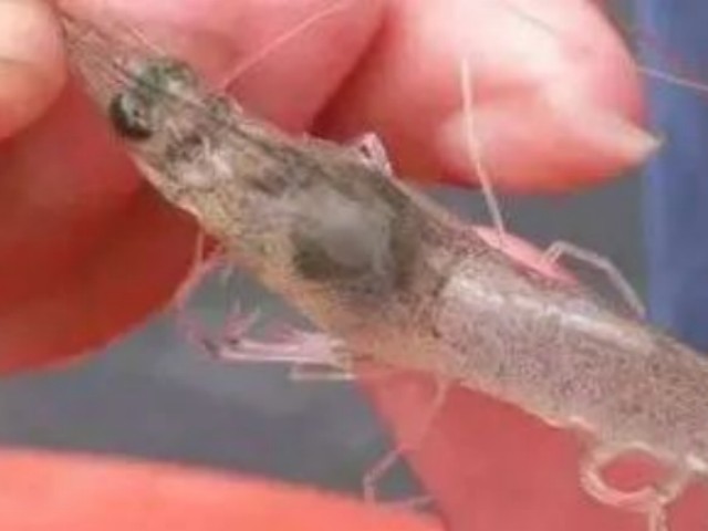 ��Ϻ�ѿǲ�����ô��