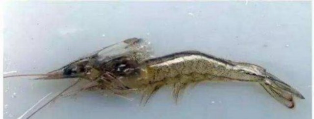 ��Ϻ�ѿǲ�����ô��