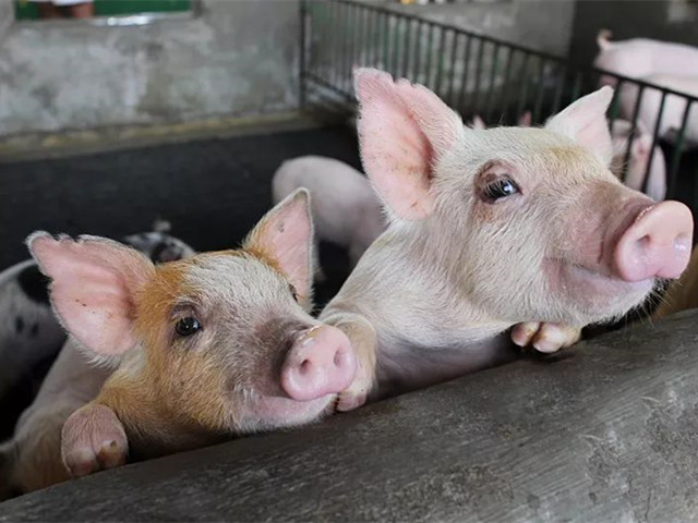 ������ҵ�˴����