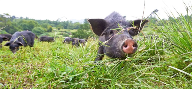 ����п����