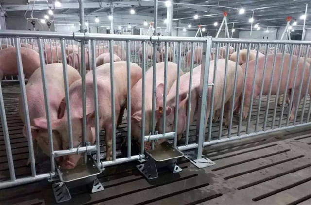 ������ֳ