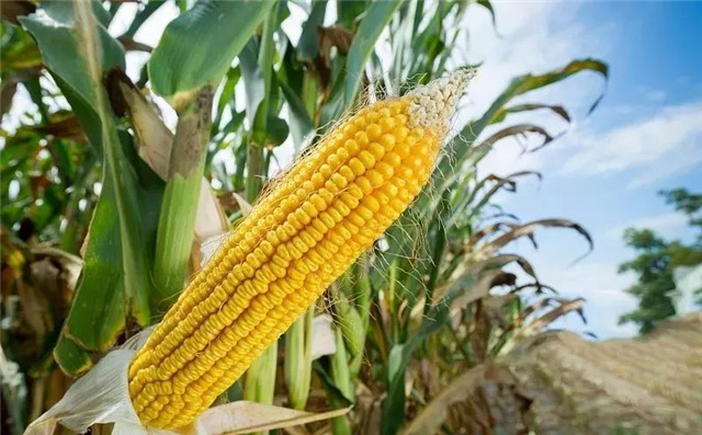 �������Ӽ�