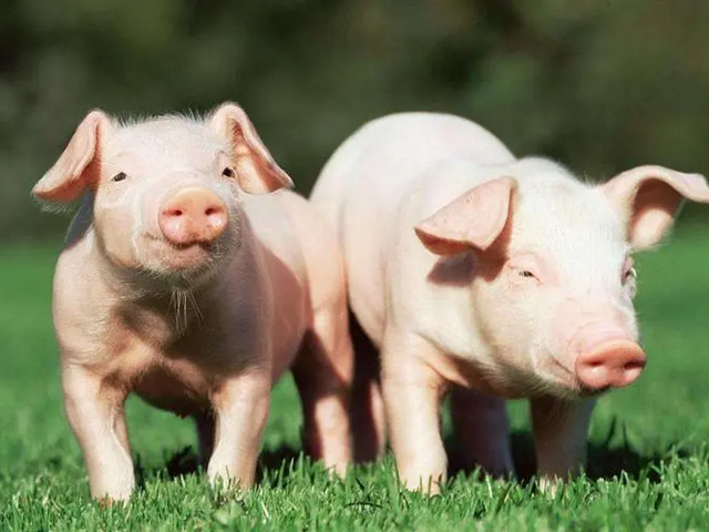 ʲô���������Ӽ����������Ӽ���ʲô��;