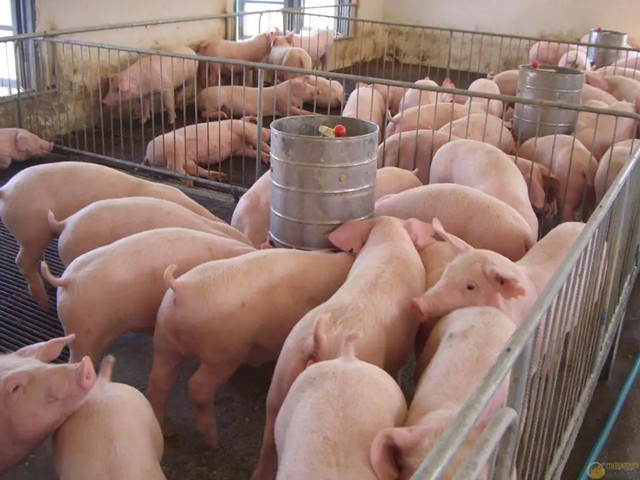 �������Ӽ�������