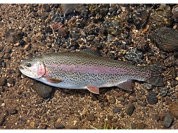 ����������������������õ�п���̡�ͭԴ