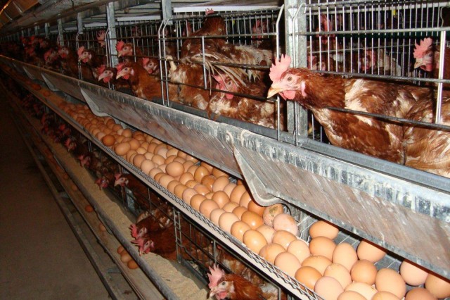 ������ֳϸ��