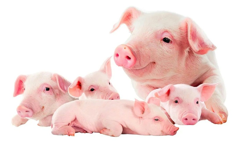 ������Ч����ô����