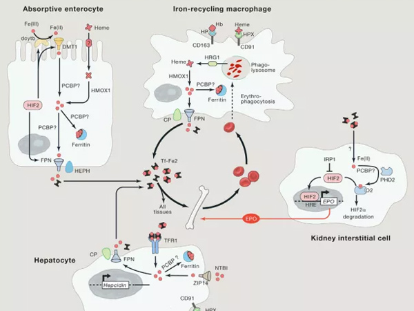 ΢��Ԫ�����Ӽ����������������ѡ�����Ƽ��ͷ���