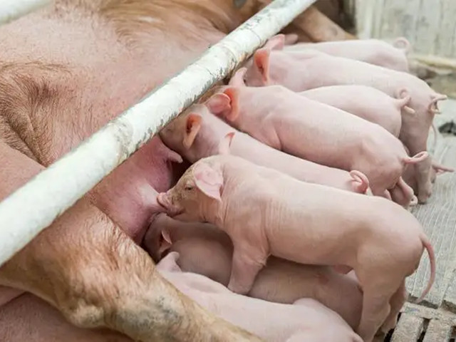 ĸ������