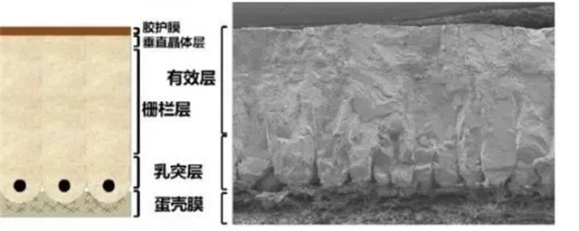 �����ĳ�΢�ṹ�뵰��Ʒ��