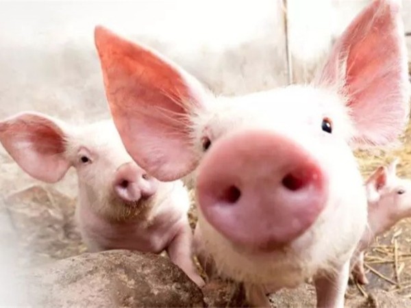 ��������п��α��������