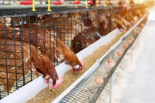 ������Ӧ��������������