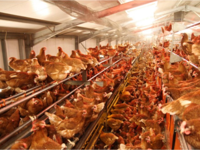 ������Ӧ��������������