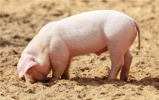 ���������Ӽ�