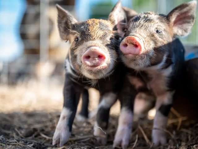 �������������������н�����������Ҫ�μ��⼸������Ҫ�㣡