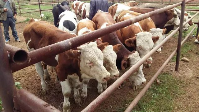 ��ţ��������ι������