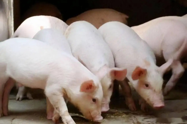 ��������ע������