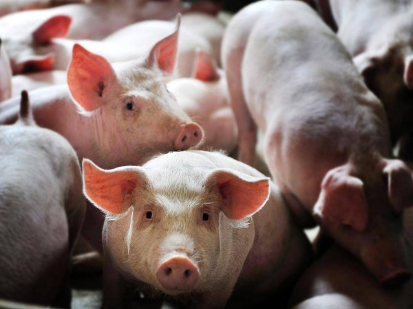 �������Ǽ�ɲ��δ�����л�����ͷ����